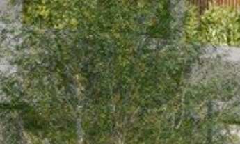 Imagem 2: Apartamentos com 2 e 3 Dormitórios c/ Suíte Estilo Chácara Santo Antônio