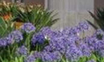 Imagem: Apartamento 1 e 2 Dormitórios Vila Santa