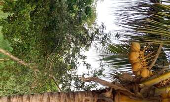 Imagem 7: CHACARA RURAL em NOVA MUTUM - MT, chácara