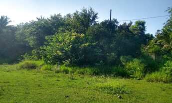 Imagem: CHACARA RURAL em GUARAPARIA - ES, Palmeiras