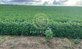 Imagem 5: Fazenda em Araguaína, TO