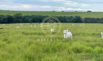 Imagem: Fazenda em Araguaína - TO