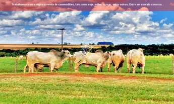 Imagem: FAZENDA COMERCIAL em ARAPUÃ - MS, MS 459