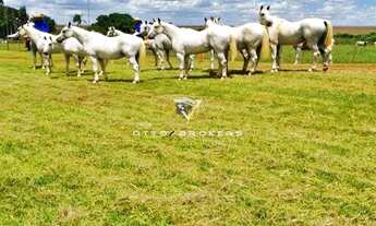 Imagem 7: FAZENDA COMERCIAL em ARAPUÃ - MS, MS 459