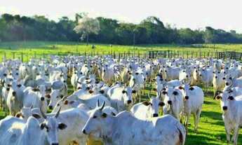 Imagem 2: FAZENDA COMERCIAL em ARAPUÃ - MS, MS 459