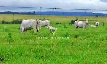 Imagem 3: FAZENDA COMERCIAL em ARAPUÃ - MS, MS 459
