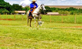 Imagem 6: FAZENDA COMERCIAL em ARAPUÃ - MS, MS 459