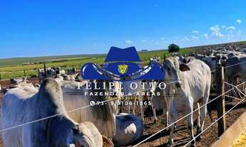 Imagem 3: FAZENDA RURAL em ITIQUIRA - MT, MT 299