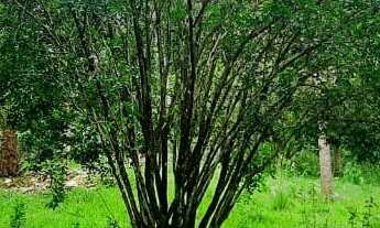 Imagem 2: CHACARA RESIDENCIAL em BARRA MANSA - RJ, VILA ORLANDELIA