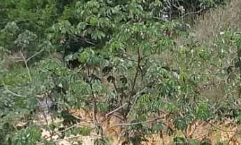 Imagem 2: CHACARA RURAL em PINHEIRAL - RJ, ESTRADA PINHEIRAL-VARGEM ALEGRE