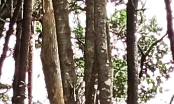 Imagem 7: TERRENO RURAL RURAL em IMARUÍ - SC, Itaguaçu