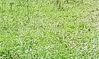 Imagem 5: TERRENO RURAL RURAL em IMARUÍ - SC, Itaguaçu