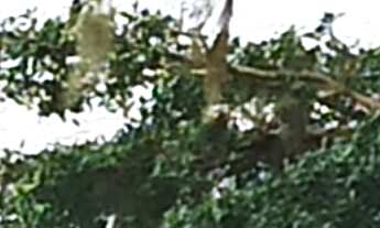 Imagem: TERRENO RURAL RURAL em IMARUÍ - SC, Itaguaçu