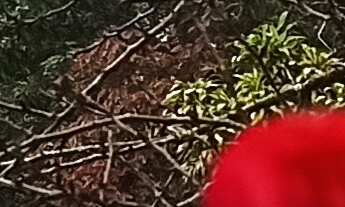 Imagem 4: TERRENO RURAL RURAL em IMARUÍ - SC, Itaguaçu