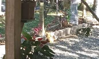 Imagem 7: CHACARA RURAL em GARUVA - SC, Baraharas