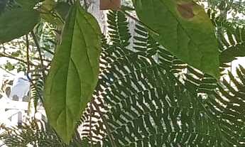 Imagem 2: CHACARA RURAL em GARUVA - SC, Baraharas