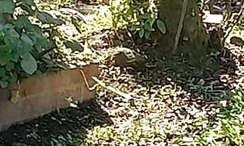 Imagem 6: CHACARA RURAL em GARUVA - SC, Baraharas