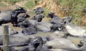 Imagem 2: CASAL IMÓVEIS VENDE FAZENDA DE BUFALOS COM 300 ALQUEIRES