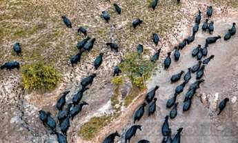 Imagem 3: CASAL IMÓVEIS VENDE FAZENDA DE BUFALOS COM 300 ALQUEIRES