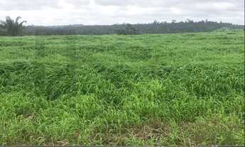 Imagem 3: CASAL IMÓVEIS VENDE FAZENDA GOIANÉSIA DO PARÁ COM 3.533 HECTARES