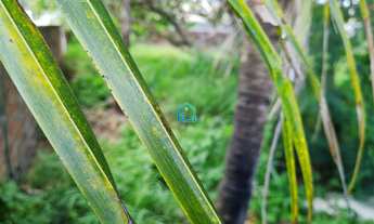 Imagem 2: Terreno para vender no bairro de ponta negra em natal rn