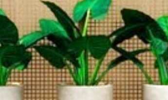 Imagem 6: Apartamento Garden à venda no Swiss Park