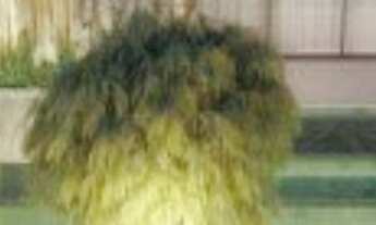 Imagem 4: APARTAMENTO RESIDENCIAL em Curitiba - PR, Ahú