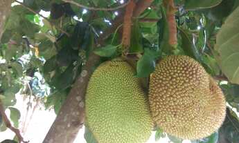 Imagem 6: Charmosa Chácara na região turística do Moro do Saboo em São Roque, 3 quartos piscina e p