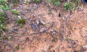 Imagem 5: VENDO FAZENDA DE 15.000hec REGIÂO DE RORAINÓPOLIS - RORAIMA (6092