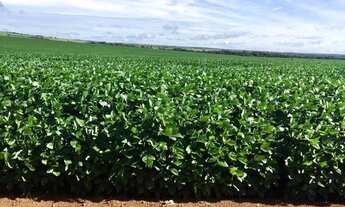 Imagem: VENDO FAZENDA 3.100 HECTARES NO MARANHAO