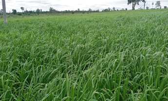 Imagem: Sei que você estava sonhando com uma LINDA