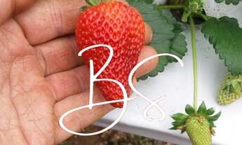 Imagem 5: Sitio RURAL em NOVA PETRÓPOLIS - RS, Linha Araripe