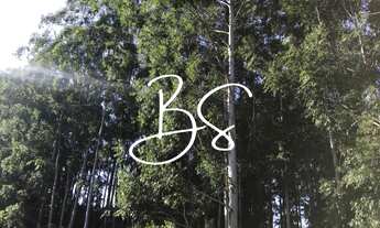 Imagem 2: AREA RURAL em SANTO ANTÔNIO DA PATRULHA - RS, Pinheirinhos