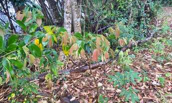 Imagem 7: Chácara à venda na cidade de cidade] com 3 quartos, sendo 1 suíte, localizada no bairro ba