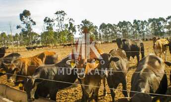 Imagem 5: FAZENDA - CAMAPUÃ - MS