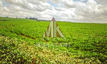 Imagem 3: FAZENDA - PIQUIRAVAÍ - PR