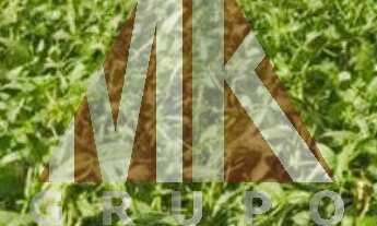 Imagem: FAZENDA - FLORESTÓPOLIS - PARANÁ