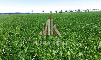 Imagem 3: FAZENDA - IGUATEMI - MS