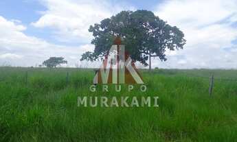 Imagem 4: FAZENDA - SÃO GABRIEL DO OESTE - MS