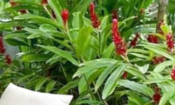 Imagem: Casa residencial Duplex Condomínio Alphaville