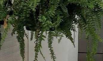 Imagem 4: Casa residencial Duplex Condomínio Ipitanga para Venda Ipitanga, Lauro de Freitas