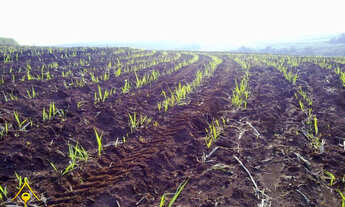 Imagem 7: SITIO RURAL em Limeira - SP, xxx