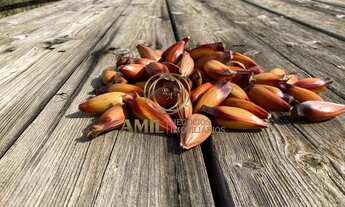 Imagem 5: Sítio Industrial à Venda em Lorena-SP: 19,7 hectares para Fábrica de Azeite, Sucos e Ervas