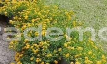 Imagem 3: 3 dormitórios na Rua Benjamin Constant