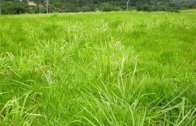 Imagem 3: TERRENO PARA VENDA - TERRAS DE SANTA IZABEL, SALTO / SP