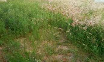 Imagem: TERRENO PARA LOCAÇÃO - VILA HOMERO, INDAIATUBA