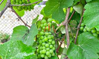 Imagem 5: Casa Terrea 3 Qtos 1 suite Lazer Completo LT 800 m Rua 3 Vicente Pires - Ernani Nunes