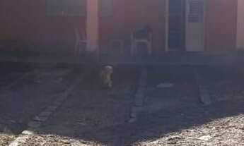 Imagem: Sítio de 3 quartos com piscina em Bom Retiro