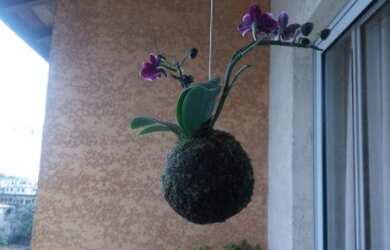 Imagem 6: APTO RECANTO DAS ROSAS