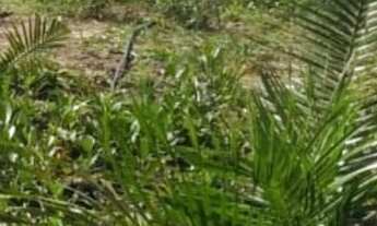 Imagem 3: CHÁCARA BOFETE, 1 dormitório na Rua Monteiro De Melo